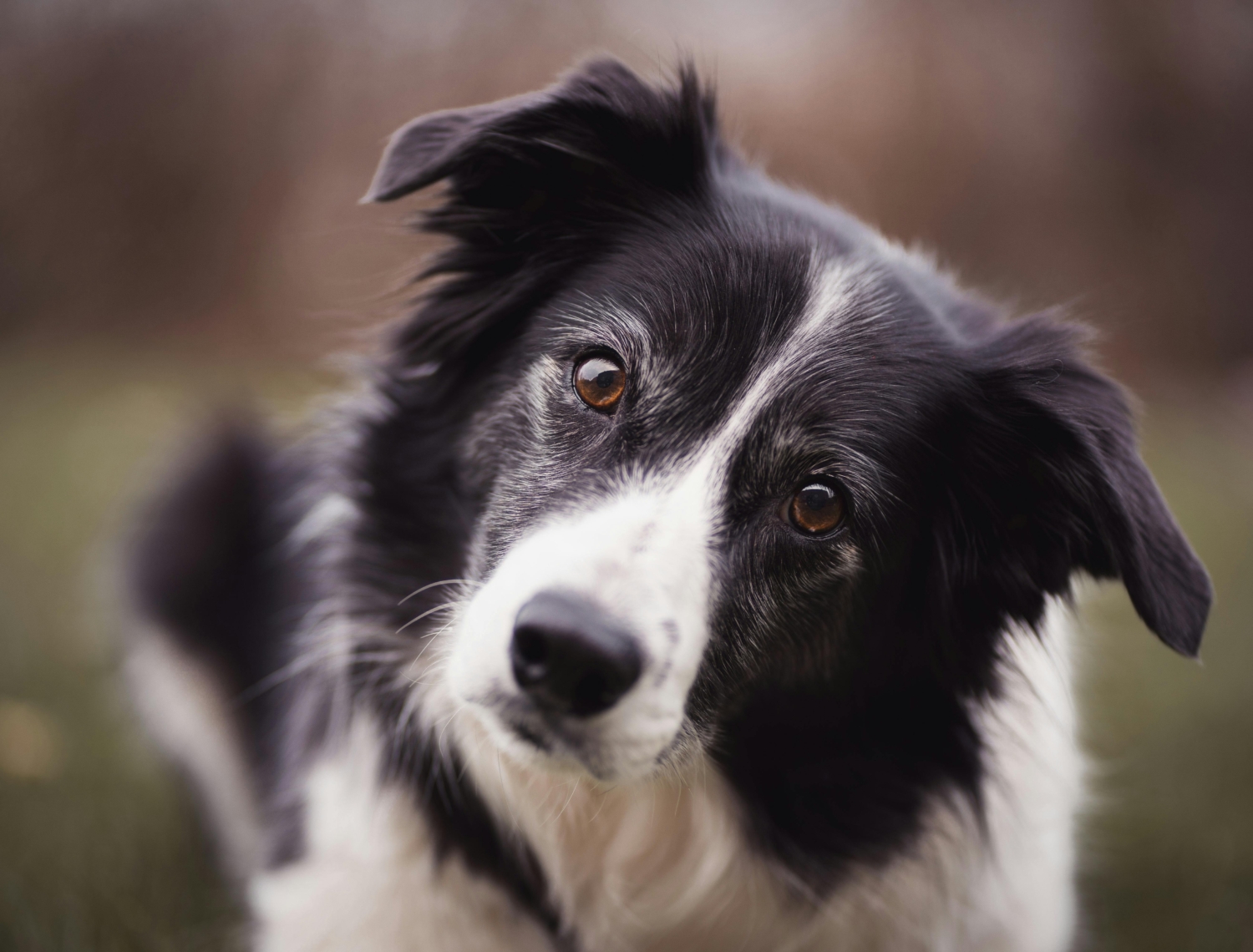 What Border Collies Can Teach Us About Podcasting