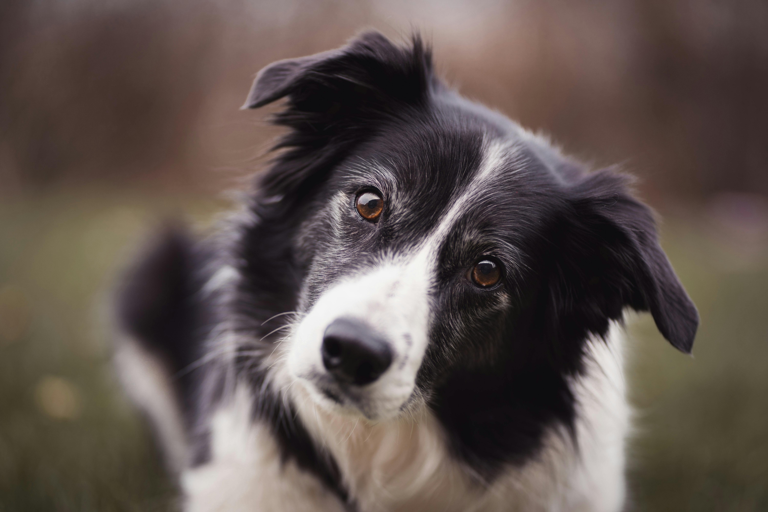 What Border Collies Can Teach Us About Podcasting