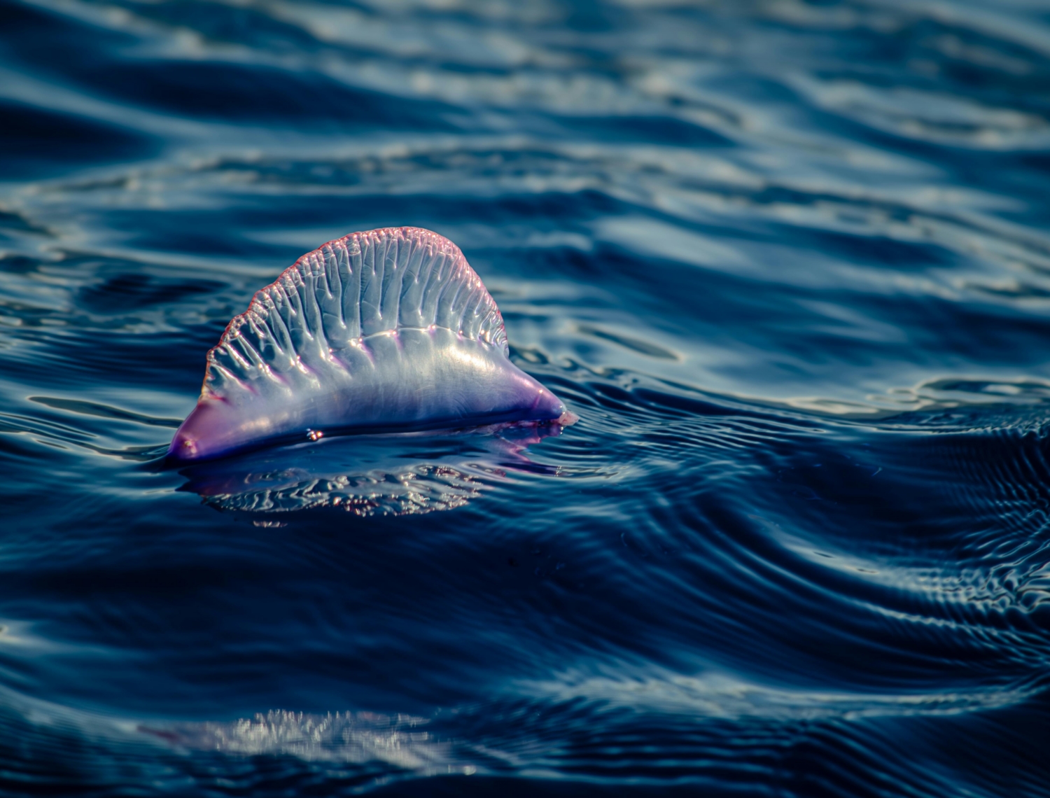 Radio, Podcasting, And The Portuguese Man o’ War