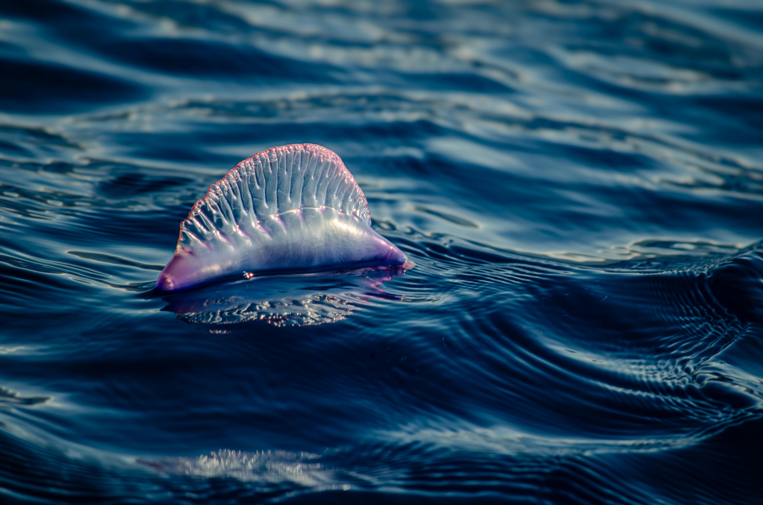 Radio, Podcasting, And The Portuguese Man o’ War